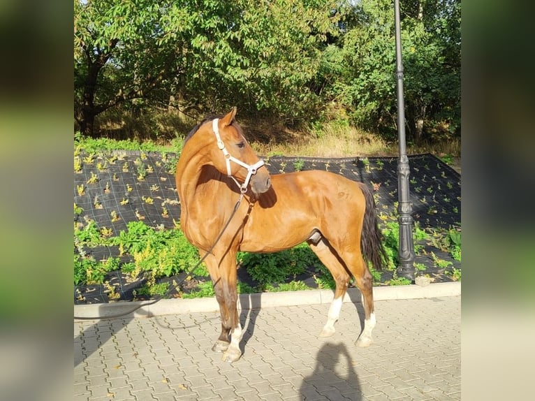 Media sangre polaco Caballo castrado 16 años 168 cm Castaño rojizo in Mikołów