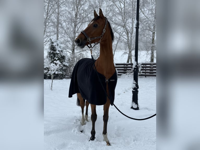 Media sangre polaco Caballo castrado 16 años 168 cm Castaño rojizo in Mikołów