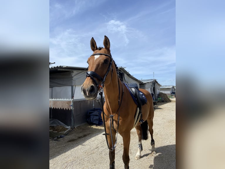 Media sangre polaco Caballo castrado 16 años 168 cm Castaño rojizo in Mikołów