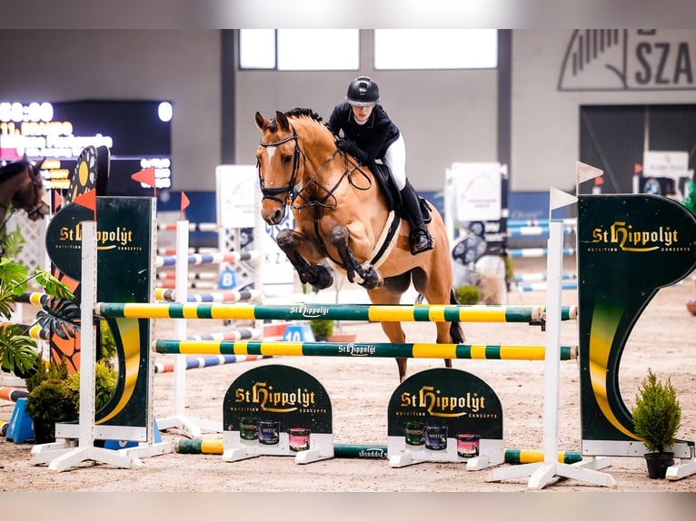 Media sangre polaco Caballo castrado 16 años 168 cm Castaño rojizo in Mikołów