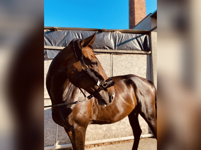 Media sangre polaco Caballo castrado 16 años 173 cm Castaño oscuro in Kalisz