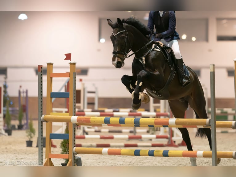 Media sangre polaco Caballo castrado 16 años 173 cm Castaño oscuro in Kalisz