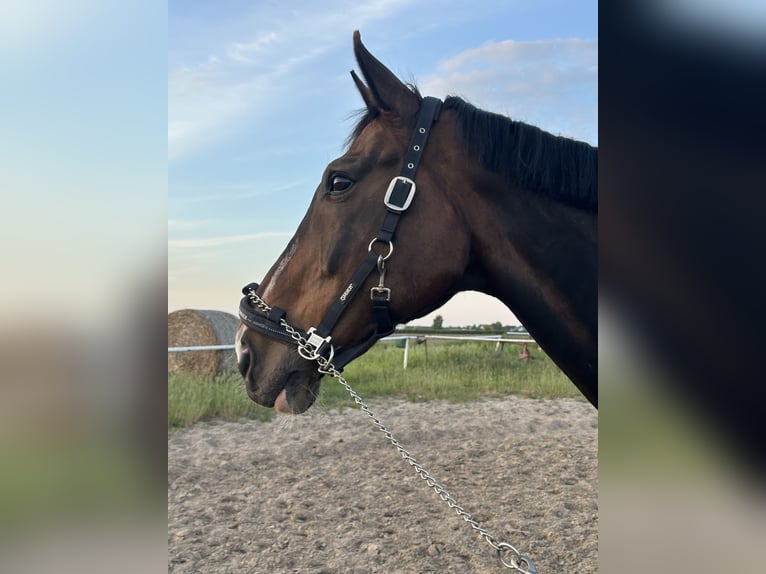 Media sangre polaco Caballo castrado 16 años 173 cm Castaño oscuro in Kalisz