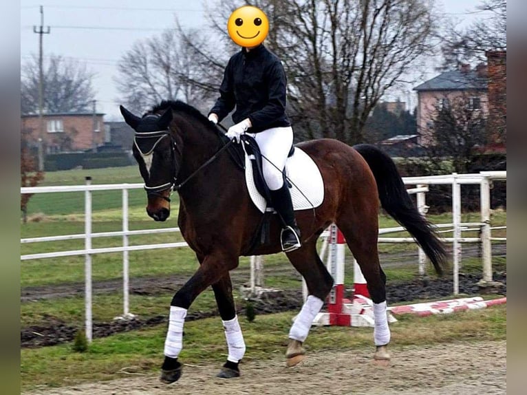 Media sangre polaco Caballo castrado 16 años 174 cm Castaño rojizo in Zabrze