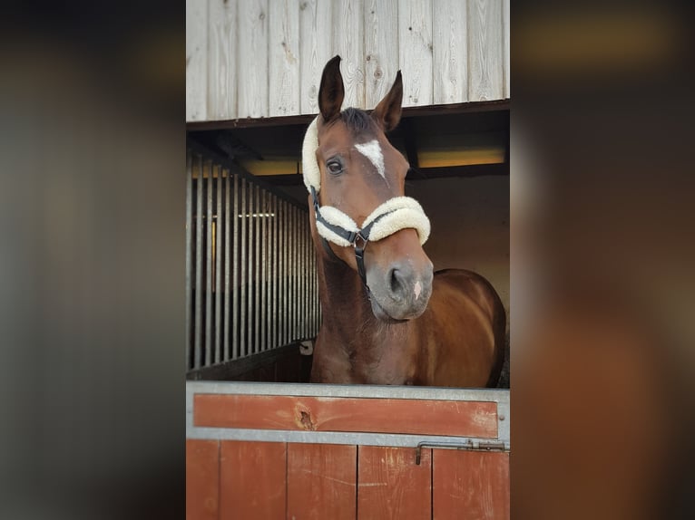 Media sangre polaco Caballo castrado 16 años 174 cm Castaño rojizo in Zabrze