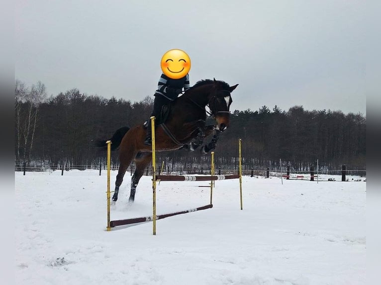 Media sangre polaco Caballo castrado 16 años 174 cm Castaño rojizo in Zabrze