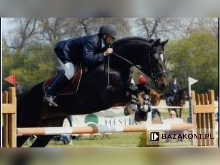 Media sangre polaco Caballo castrado 16 años 174 cm Castaño rojizo in Zabrze