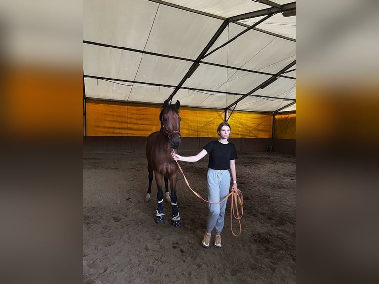 Media sangre polaco Caballo castrado 17 años 172 cm Castaño rojizo in Reda