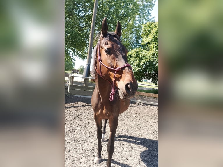 Media sangre polaco Caballo castrado 18 años 175 cm Castaño in Nidderau