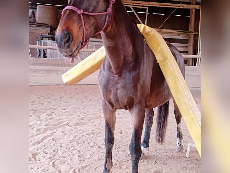 Media sangre polaco Caballo castrado 18 años 175 cm Castaño in Nidderau