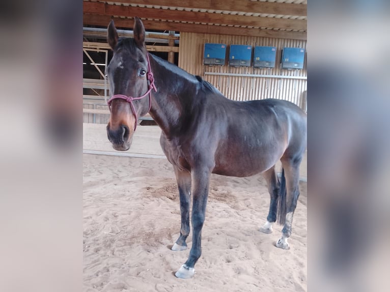 Media sangre polaco Caballo castrado 18 años 175 cm Castaño in Nidderau