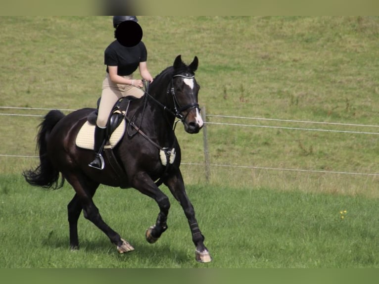 Media sangre polaco Caballo castrado 19 años 164 cm Castaño oscuro in Rambrouch