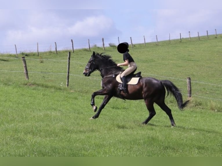 Media sangre polaco Caballo castrado 19 años 164 cm Castaño oscuro in Rambrouch