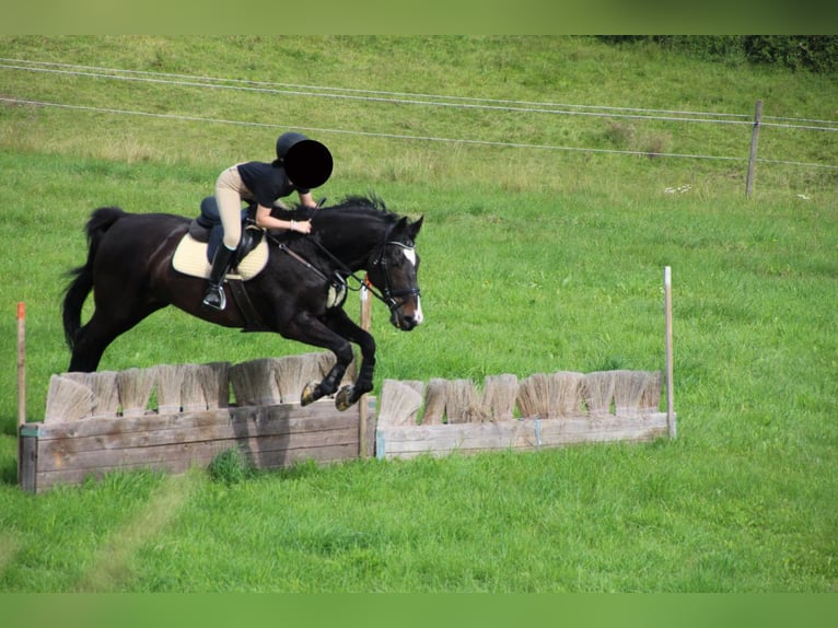 Media sangre polaco Caballo castrado 19 años 164 cm Castaño oscuro in Rambrouch