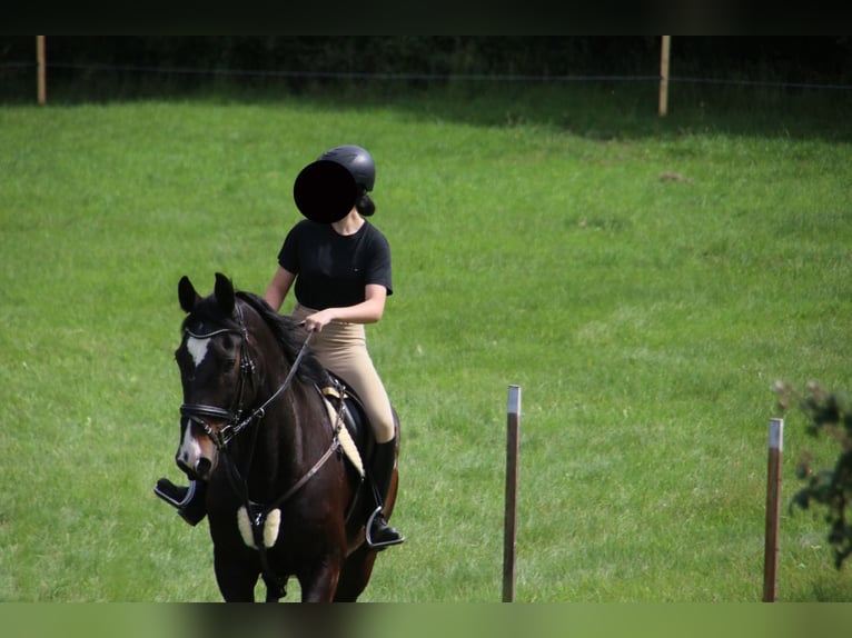 Media sangre polaco Caballo castrado 19 años 164 cm Castaño oscuro in Rambrouch