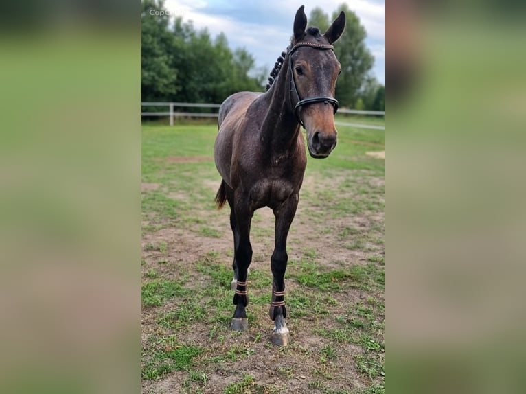 Media sangre polaco Caballo castrado 1 año 160 cm Tordo in Skrzydlów
