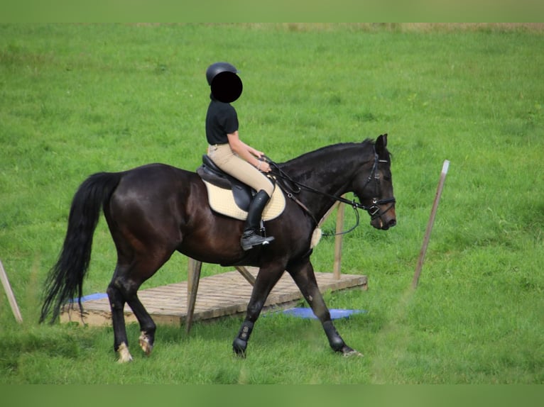 Media sangre polaco Caballo castrado 20 años 164 cm Castaño oscuro in Rambrouch