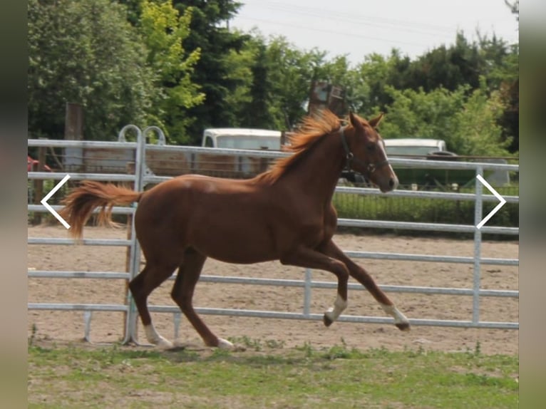 Media sangre polaco Caballo castrado 2 años 150 cm Alazán in Inowrocław