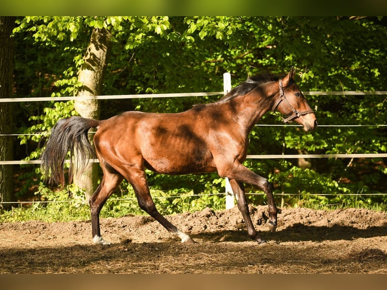 Media sangre polaco Caballo castrado 2 años 153 cm Castaño in Miastko