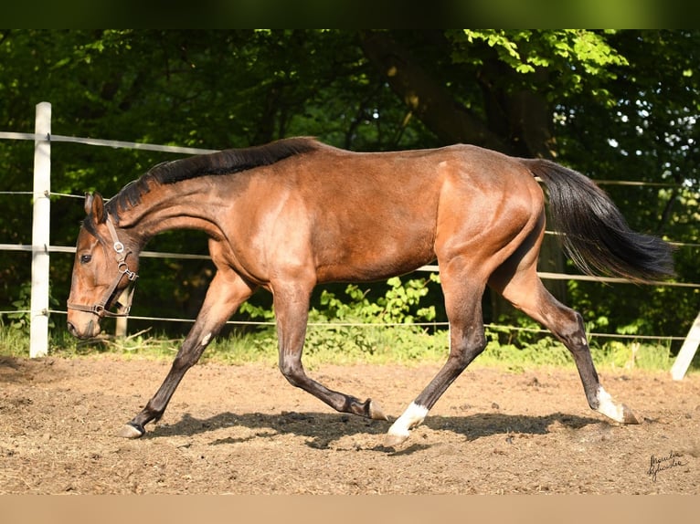 Media sangre polaco Caballo castrado 2 años 153 cm Castaño in Miastko