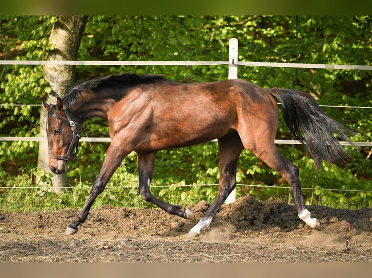 Media sangre polaco Caballo castrado 2 años 153 cm Castaño in Miastko