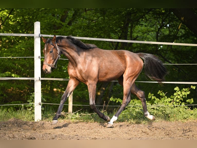 Media sangre polaco Caballo castrado 2 años 153 cm Castaño in Miastko