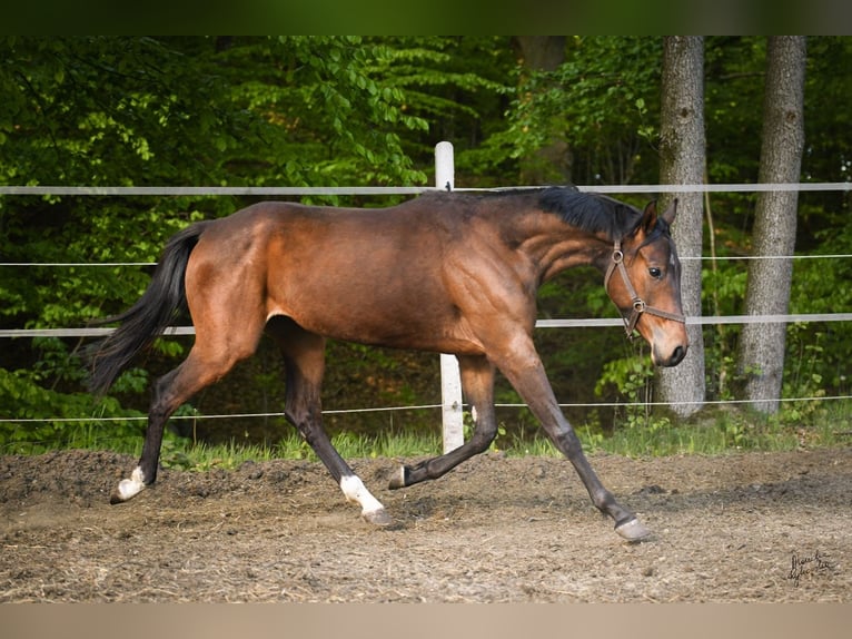 Media sangre polaco Caballo castrado 2 años 153 cm Castaño in Miastko