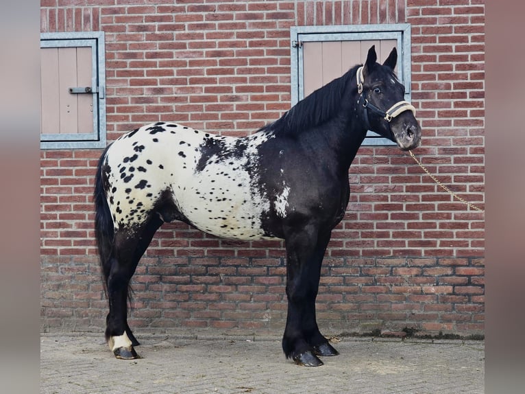 Media sangre polaco Caballo castrado 2 años 159 cm Atigrado/Moteado in Someren