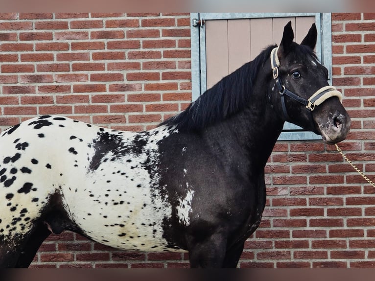 Media sangre polaco Caballo castrado 2 años 159 cm Atigrado/Moteado in Someren