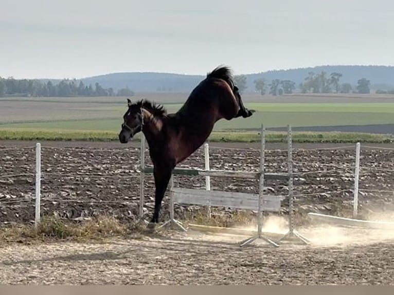 Media sangre polaco Caballo castrado 2 años 165 cm Castaño oscuro in Dolsk