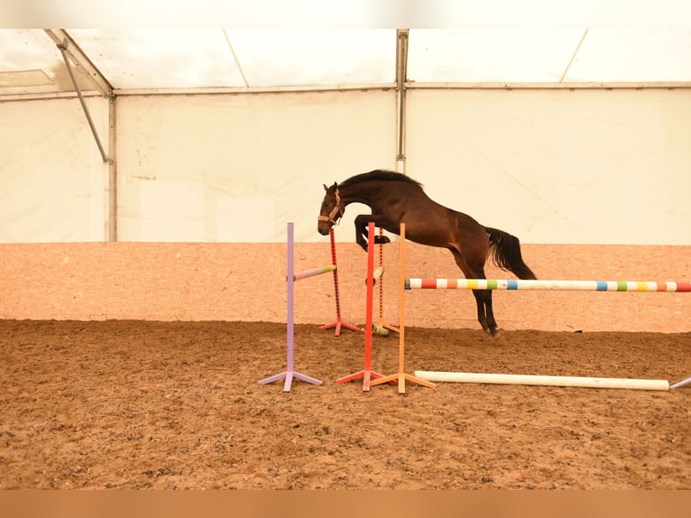 Media sangre polaco Caballo castrado 2 años 165 cm Castaño oscuro in Unieszewo