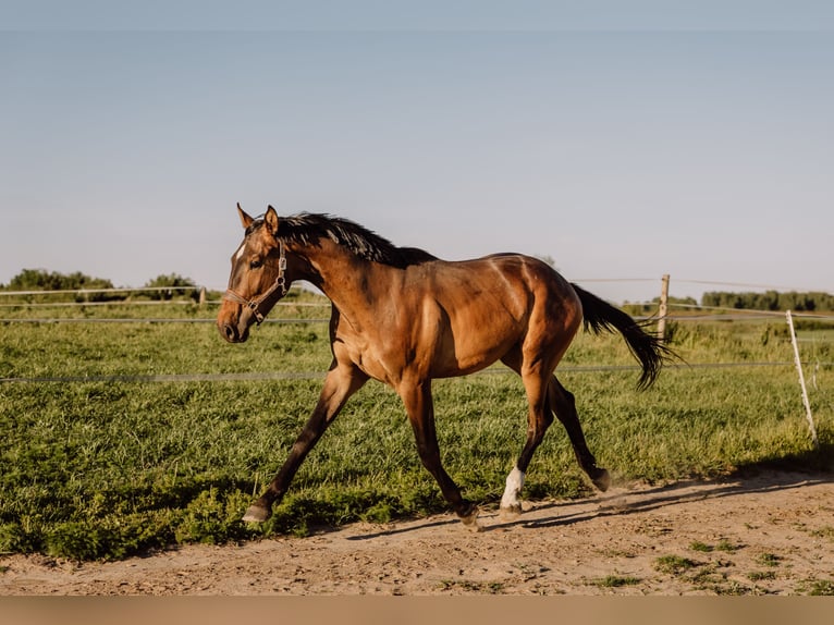Media sangre polaco Caballo castrado 2 años 178 cm Castaño in Reszki