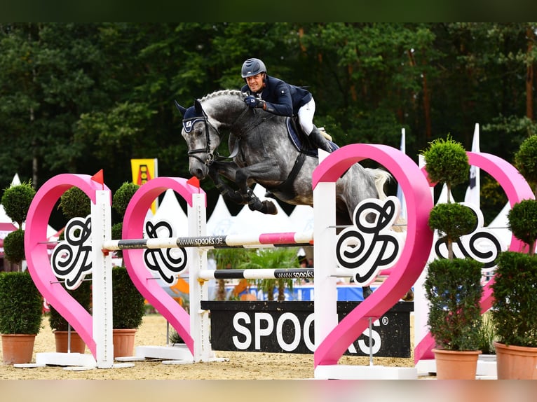 Media sangre polaco Caballo castrado 2 años 178 cm Castaño in Reszki