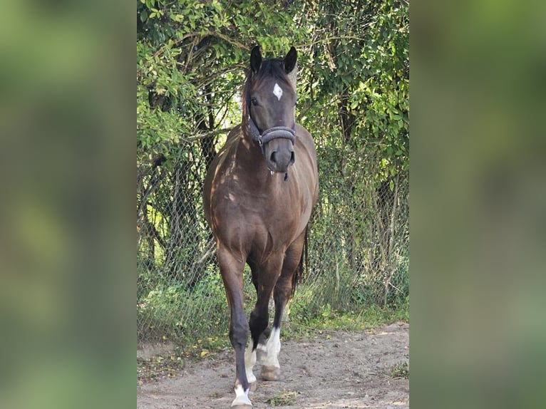 Media sangre polaco Caballo castrado 2 años Morcillo in słupsk