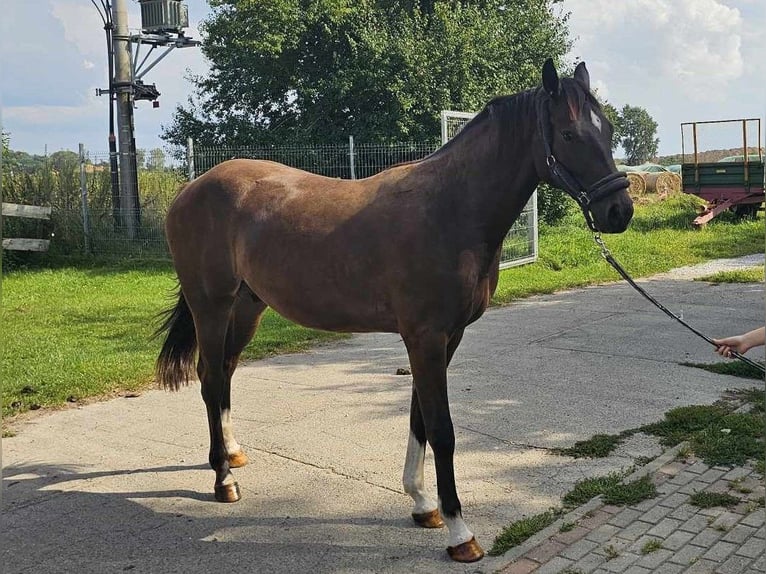 Media sangre polaco Caballo castrado 2 años Morcillo in słupsk