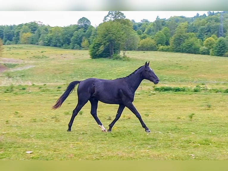 Media sangre polaco Caballo castrado 2 años Negro in Przyby&#x142;owo