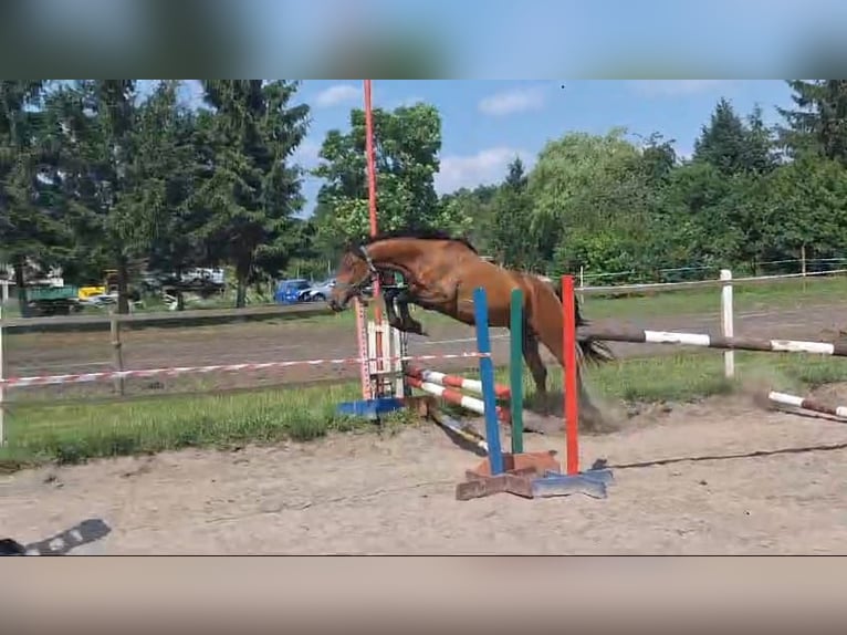 Media sangre polaco Caballo castrado 3 años 147 cm Castaño rojizo in Łoźnica