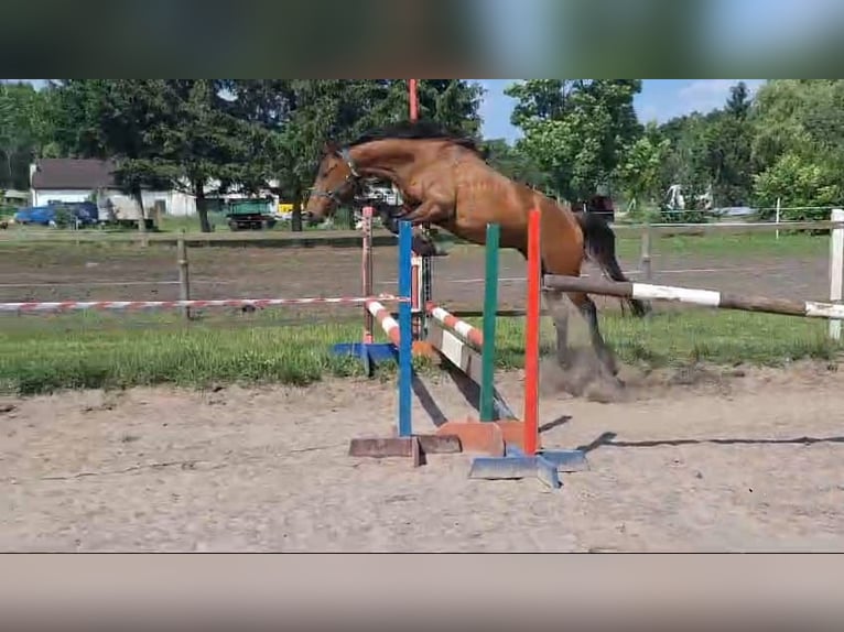 Media sangre polaco Caballo castrado 3 años 147 cm Castaño rojizo in Łoźnica