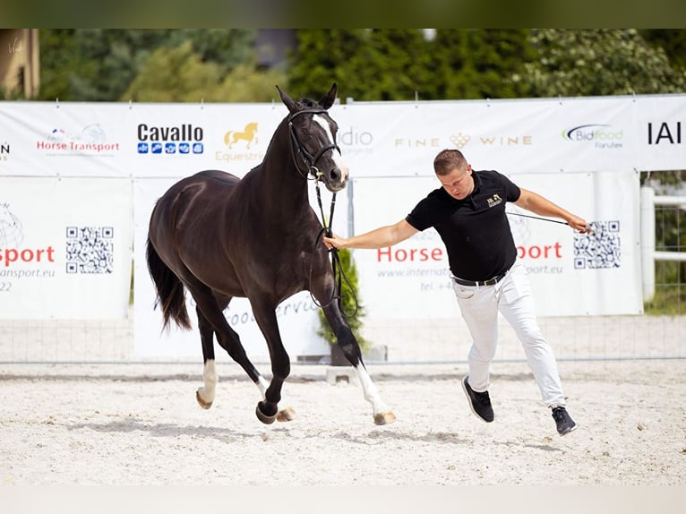 Media sangre polaco Caballo castrado 3 años 155 cm Negro in Strzeszyn