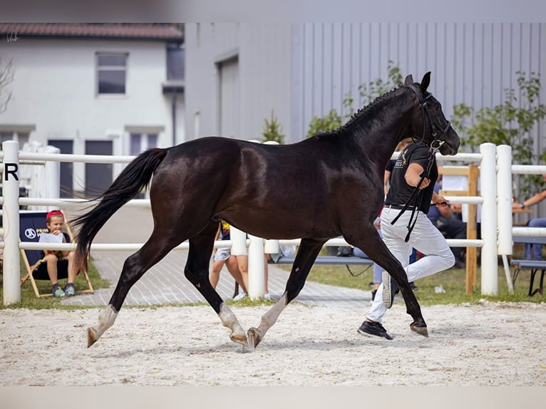Media sangre polaco Caballo castrado 3 años 155 cm Negro in Strzeszyn