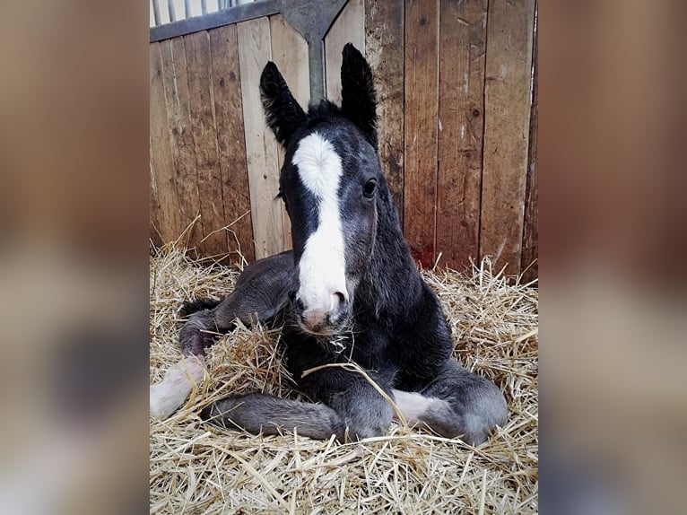 Media sangre polaco Caballo castrado 3 años 155 cm Negro in Strzeszyn