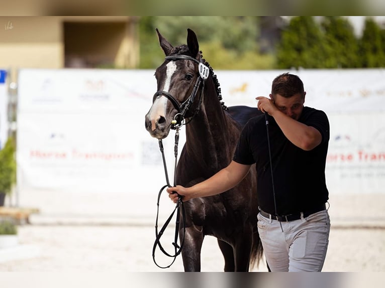 Media sangre polaco Caballo castrado 3 años 155 cm Negro in Strzeszyn