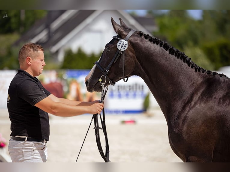 Media sangre polaco Caballo castrado 3 años 155 cm Negro in Strzeszyn