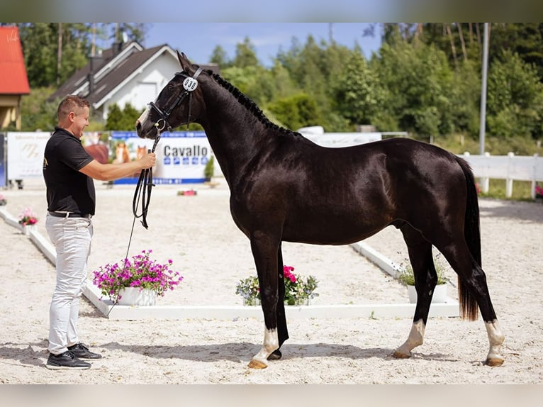 Media sangre polaco Caballo castrado 3 años 155 cm Negro in Strzeszyn