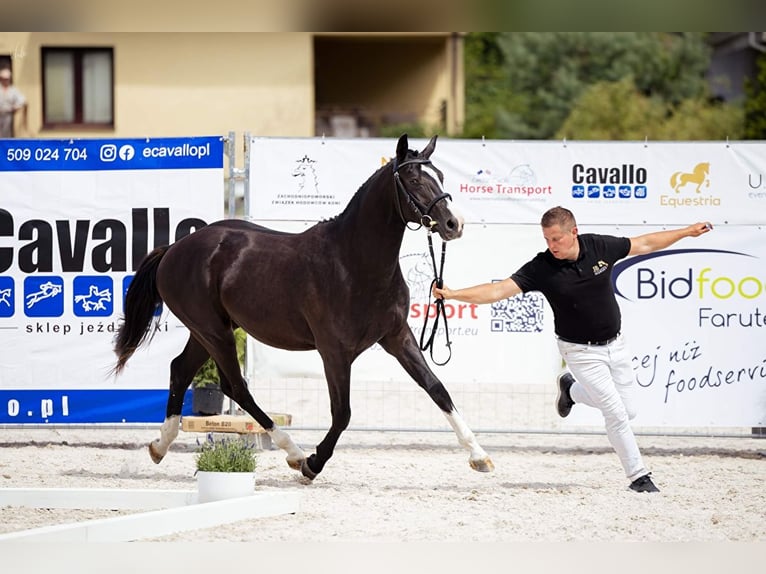 Media sangre polaco Caballo castrado 3 años 155 cm Negro in Strzeszyn