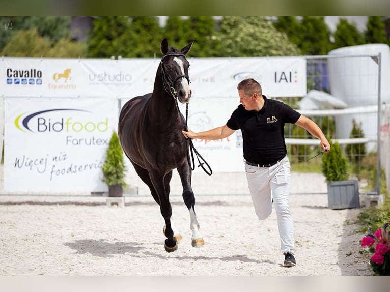 Media sangre polaco Caballo castrado 3 años 155 cm Negro in Strzeszyn