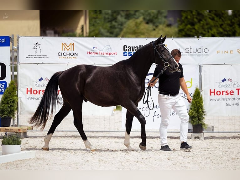 Media sangre polaco Caballo castrado 3 años 155 cm Negro in Strzeszyn