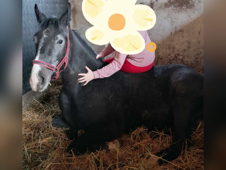 Media sangre polaco Mestizo Caballo castrado 3 años 157 cm Tordo in sadlno