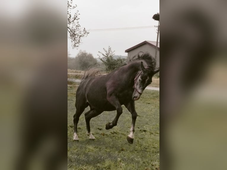 Media sangre polaco Mestizo Caballo castrado 3 años 157 cm Tordo in sadlno