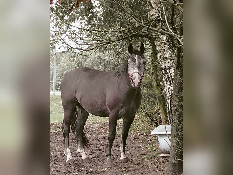 Media sangre polaco Mestizo Caballo castrado 3 años 157 cm Tordo in sadlno